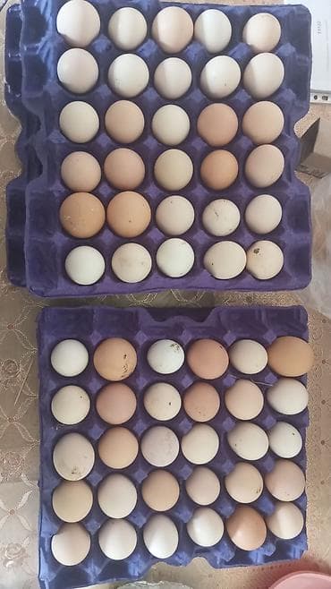 Salam. Mayalı və təzə toyuq yumurtaları satılır. Hal hazırda 120 dənə