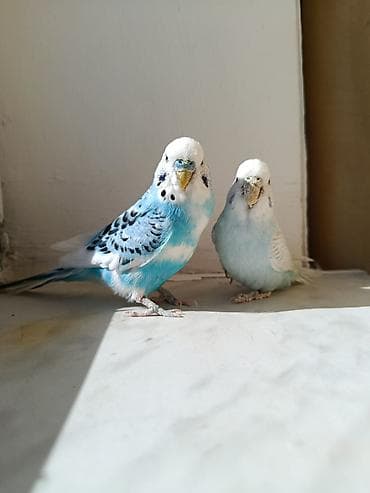 Hazir cut quşlardi barterde mumkundü boş bekar adamlar natah etmesin