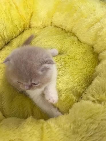 sibir pisiyi: Şotland yastı qulaq — 8