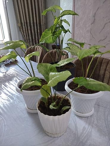 pilastik qapi: Syngonium (oxlov yarpağı) bəzək bitkiləri – 3 ədəd - Növ: Syngonium — 3