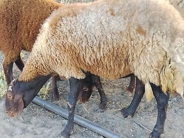 qoca qoyun: Damazlıq ana Qala qoyunları. Öz təsərüfatımın heyvanlarıdır. Ünvan — 6