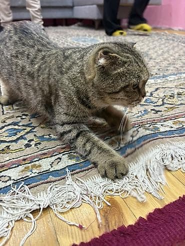 pisiylər: Şotland yastı qulaq — 5