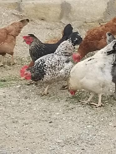 quş satisi: Toyuq, Yumurtalıq — 3