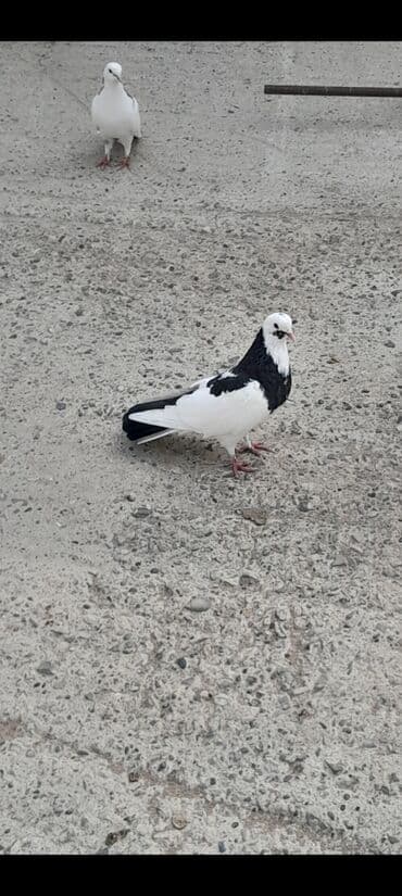 pişik yarım tip: Xamit mayadi 20 azn unvan Qaradag — 3