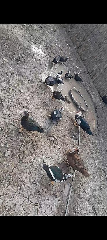 Xoruzlar: Ördəklər hamısı bir yerdə satılır. Ümumi 10 ədəddir.2-si erkək,8-i — 1