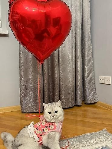 imisli yemi: Şotland yastı qulaq, Dişi, Yaxşı əllərə — 3