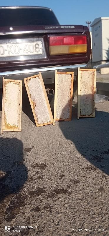 İçkilər: Satış: Arı pətəyi çərçivələrində təbii bal Məhsul təsviri: - — 1