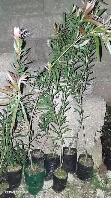 Limon mandalin kinkan qizilgul sarmasiq qizilgul kalistamin olyandir