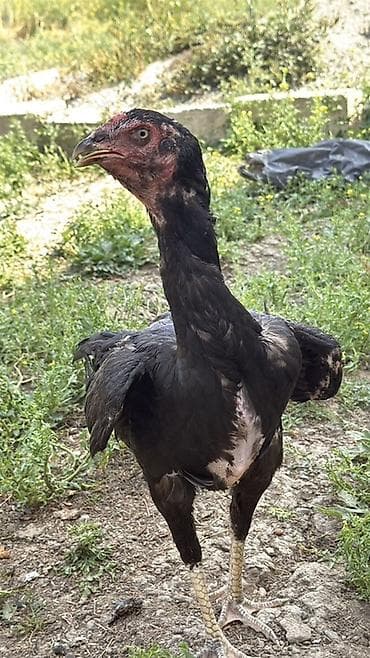 heyvan satisi: Toyuq, Damazlıq — 1