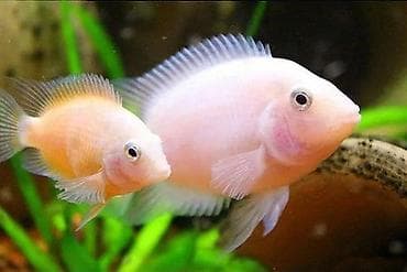 Cixlid balığı, Yırtıcı, Ünvandan götürmə