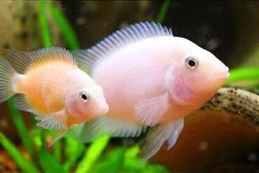 akvarium balıq satışı: Cixlid balığı, Yırtıcı, Ünvandan götürmə — 1