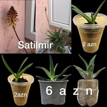 kaktus gulleri: Kaktus və Aloe şitilləri Kaktusda aloe də özünə məxsus gül açir - — 2