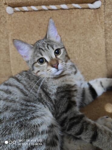 pulsuz sahiblendirilir: Tabbi, Erkək, Yaxşı əllərə, Pulsuz çatdırılma — 1