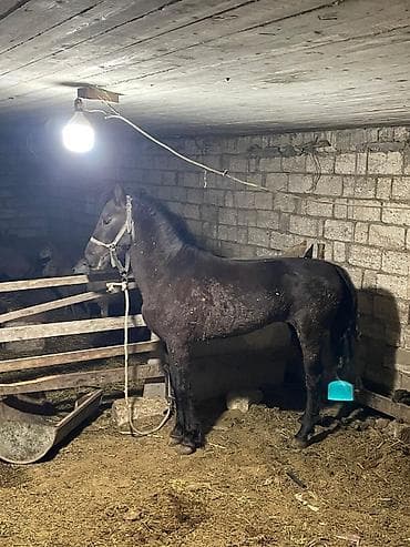 sadıx atlar: Təcili satılır real alıcıya endirim olunacağ — 1