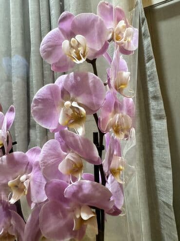 orxideya gülünün qiyməti: Orxideya gülü (Phalaenopsis) – iki saplı, açıq-çəhrayı çiçəklərlə - — 3