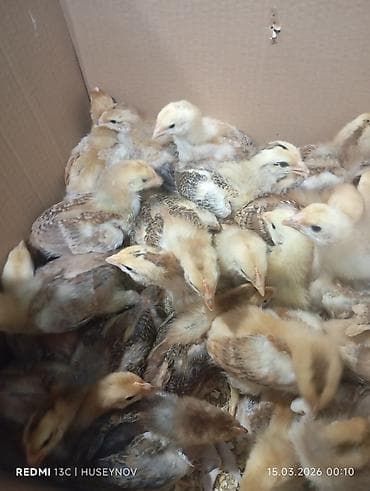 it yuvası satilir: 15 günlük süper lider cucesi vaxsinadiyalari verilib Saba lasota — 7