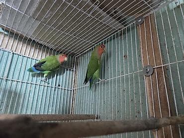 quslar haqqinda melumat: Məhsul: Cüt “Lovebird” tutuquşuları (Ağ üzük gözlü, şaftalı başlı növ) — 2