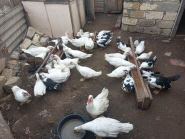 cins ineklerin qiymeti: Самец, | Lal ordek, Для мяса, Самовывоз — 8