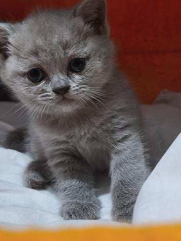 gəncə pişik: Şotland, Dişi — 2