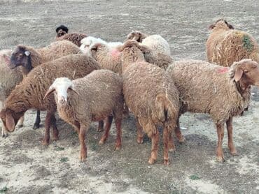 Qoyun sürüsü satılır 10 quzudu 4 erkek 6 dişi sağlam yeyən quzulardi