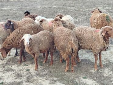 qurban bayrami sekiller: Məhsul: Qoyun sürüsü Təsvir: 11 quzudu kom alana endirim olacaq cuzi — 1