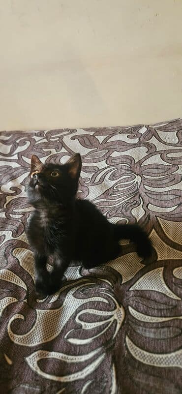 pulsuz pişik balaları 2022: Dişi, Yaxşı əllərə — 7