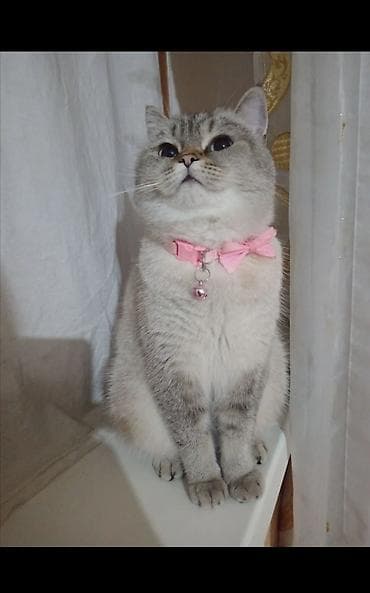 şotlan: Şotland, Erkək, Yaxşı əllərə, Ünvandan götürmə — 10