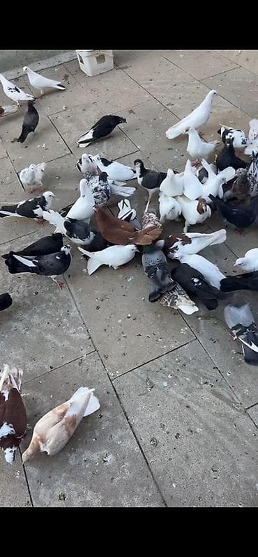 göyərçin satılır: Delfinler, birde tutulmalar satilir qiymet 10 -30 arasi Xirdalandadi — 1