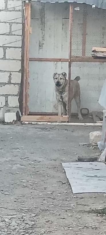 Qut basardi. - Güclü skeletli, geniş döş qəfəsi və möhkəm pəncələr. -