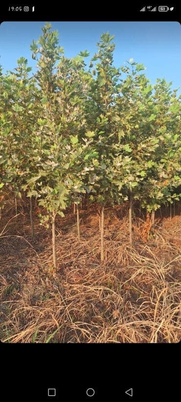 premium çay fabriki: 2azn — 5