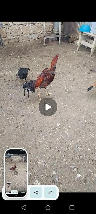 şana xoruz: 11aylqd tam sağlam heyvanf — 2