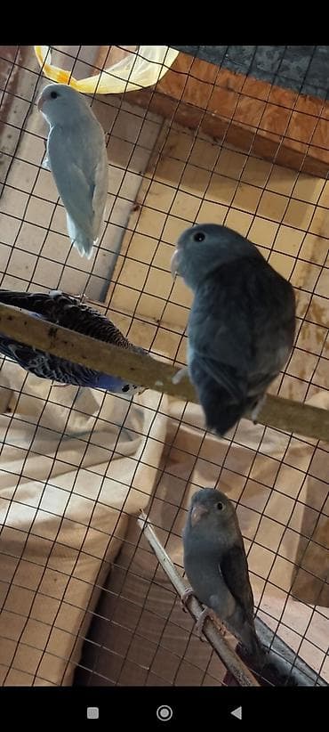 sebzi qusu: Folpus quşları dünyanın ən balaca quşları Varabınnıy papuqay Sevgi — 8