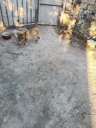 ıtler: 1 ay, Dişi, Peyvəndli, Ünvandan götürmə, Ödənişli çatdırılma — 6
