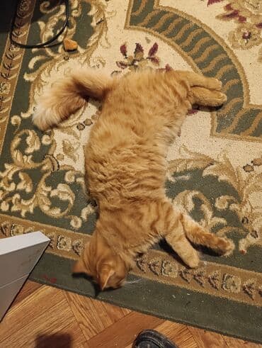 pişik latok: Sevimli pişik – narıncı rəngli, zolaqlı tüklər, qısa pəncələr və çox — 6