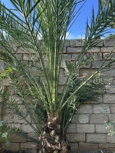 zoğal ağacı: ) finiskiy dekorativ palma 1ededir - Növ: Phoenix dactylifera – — 3