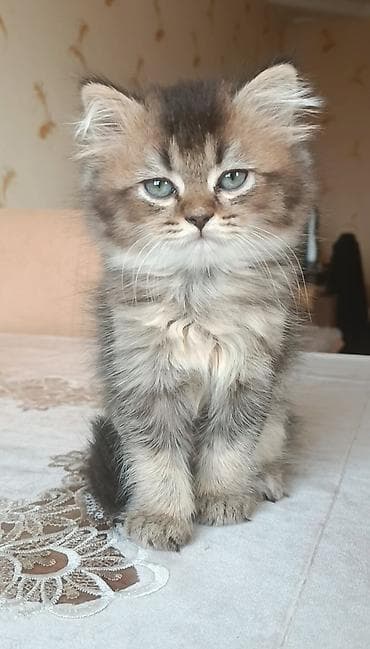 Britan, Yaxşı əllərə