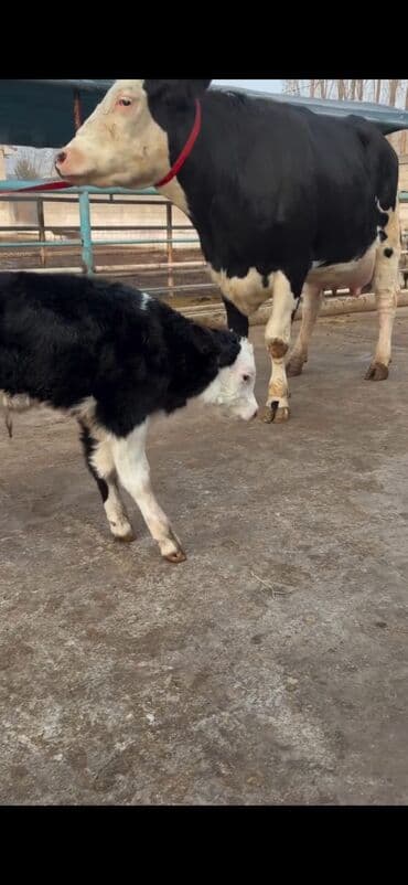 Heyvanlar üçün mallar: Südlük inək və buzov dəsti - Cins: Holşteyn tipli, xallı (qara‑ağ) — 1