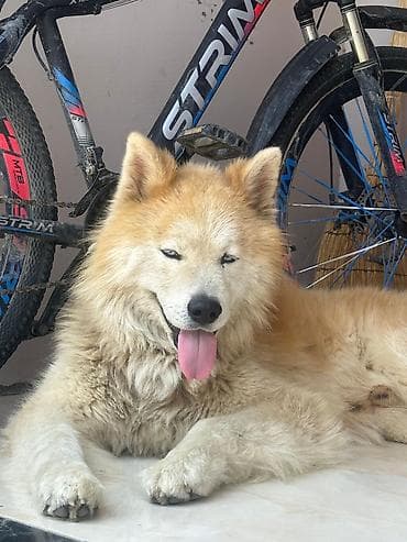 samoyed satilir: Samoyed — 1
