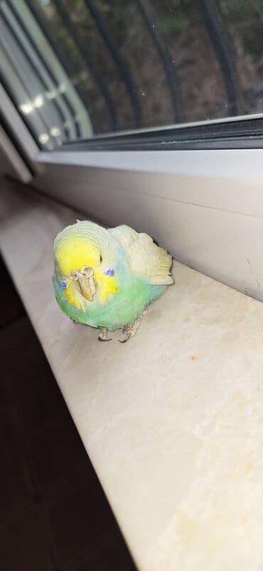 dişi papuqay: Məhsul: Dalmatian rəng çaları olan dimdikli, yaşıl-mavi-sarı tonlarda — 10