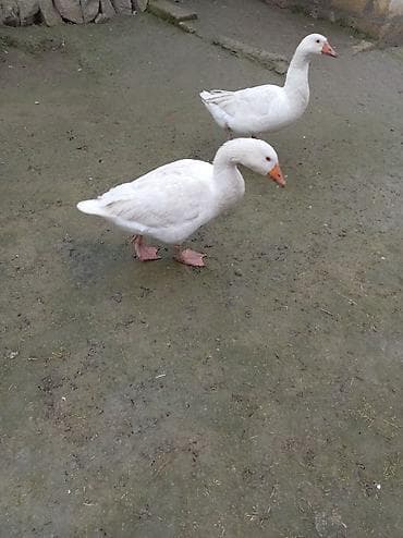 inek sekli: Şəkildə gördüyünüz qazlar satilir cütü 70 m unvan Neftçala rayonu — 2