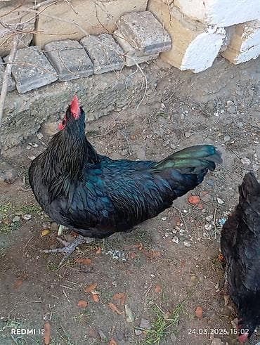 pitbull satilir: Cins xoruzlar – qara parıltılı 9 aylıq tam sağlam böyük ağır avstralop — 2