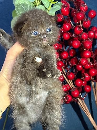 qara avstralorp: Britan, Erkək, Dişi, Yaxşı əllərə, Ünvandan götürmə, Pulsuz çatdırılma, Ödənişli çatdırılma — 4