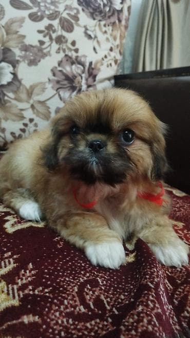Pekines, 2 ay, Dişi