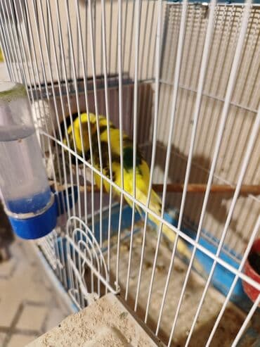 quş qəfəsi qiymətləri: Altında 4 balası var. Cox gözəl quşlardı. 2 dəfə bala verib — 1