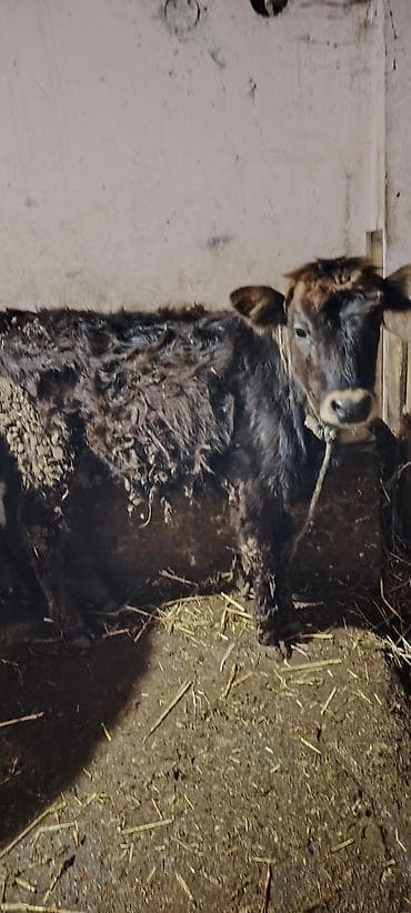 Другие с/х животные: 2 eded super saxlamali danalardi lazim olunan butun dermanlari verilib — 1