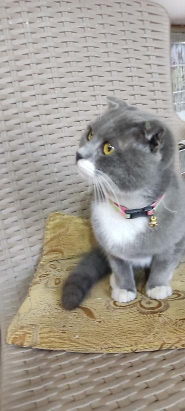 Quşlar: Şotland yastı qulaq, Yaxşı əllərə — 2