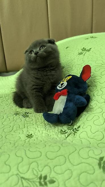 Şotland