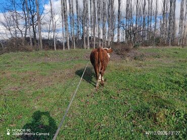 xarkov toyuqlari vikipediya: Dişi, il: 3, 600 kq, Südlük, Ödənişli çatdırılma — 5