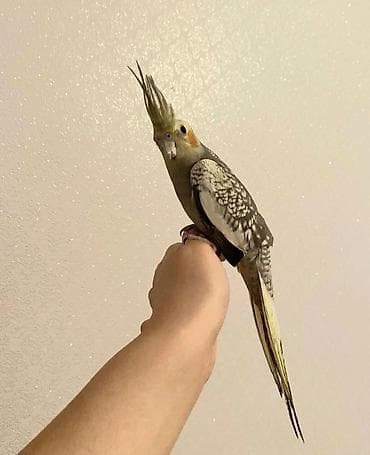 korella satışı: Korella quslari satlir erkek korela balsi ele orgenib dislemir — 2