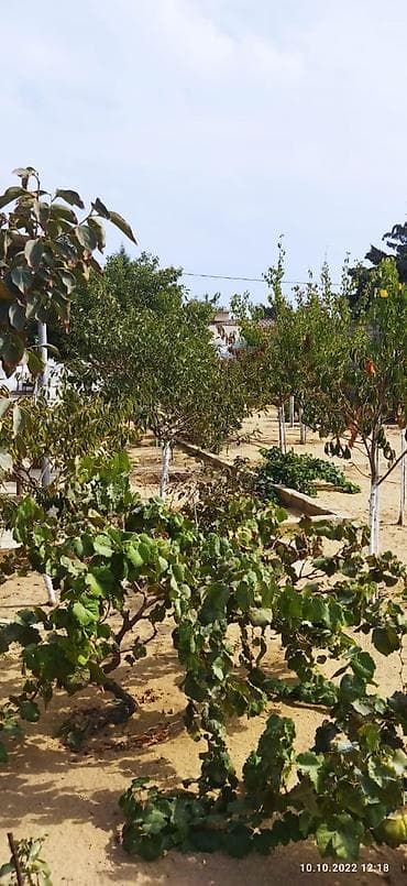bineqedide ucuz evler: Bakı, Nardaran qəs., 80 kv. m, 4 otaqlı, Hovuzsuz, Qaz, İşıq, Kanalizasiya — 7